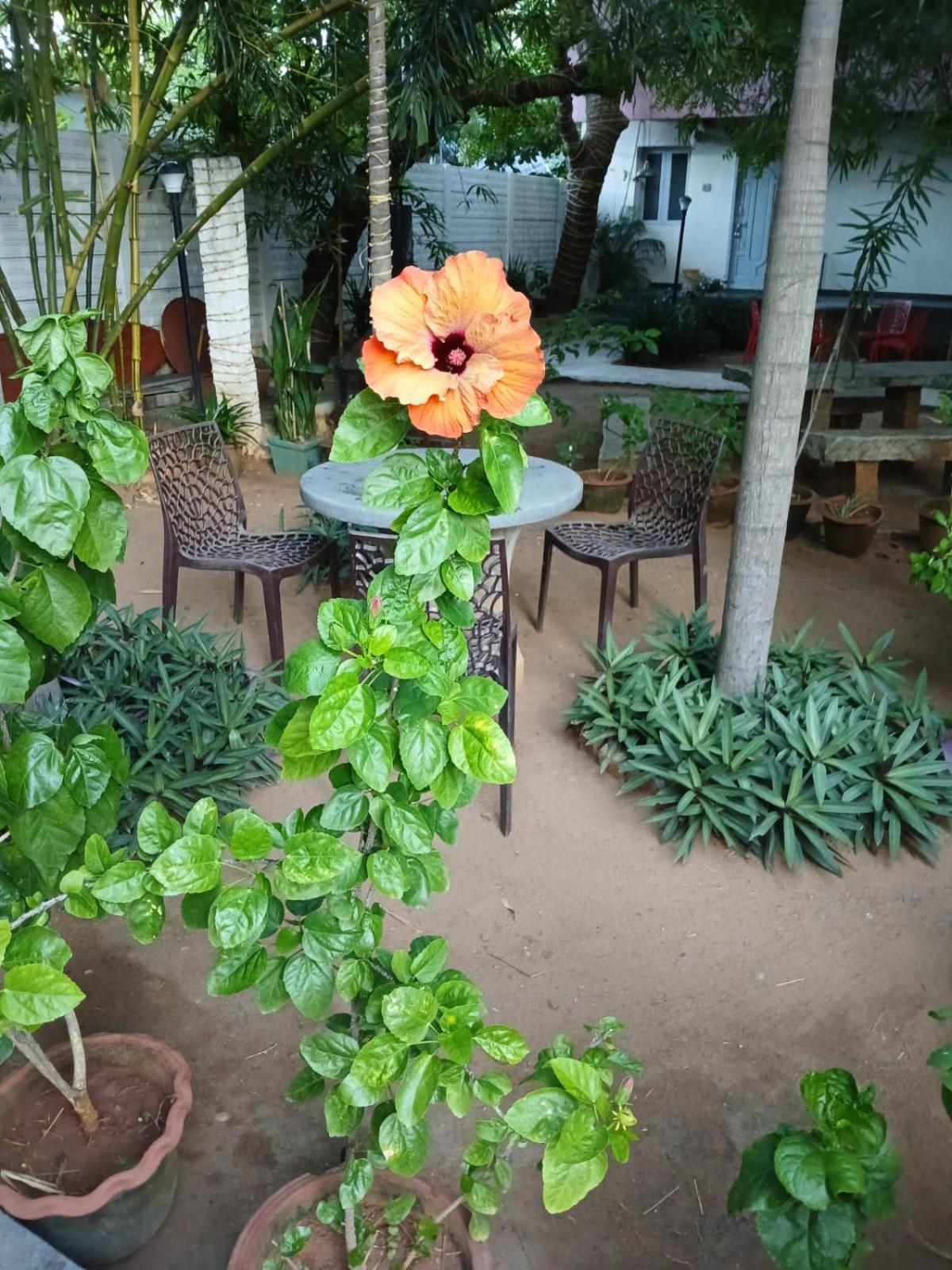 The Well Beach Side Guest House Auroville Kültér fotó